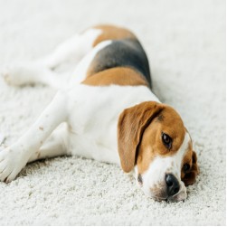 Degenerative Myelopathie beim Hund