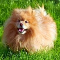 Deutscher Spitz: Hundefutter und Rasseportrait