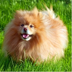 Deutscher Spitz: Hundefutter und Rasseportrait