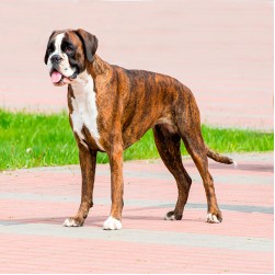Deutscher Boxer: Hundefutter und Rasseportrait