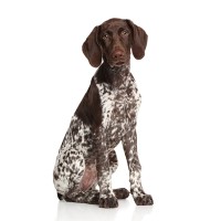 Deutsch Kurzhaar: Hundefutter und Rasseportrait