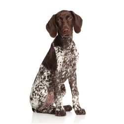 Deutsch Kurzhaar: Hundefutter und Rasseportrait