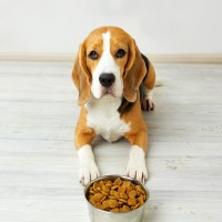 Die richtige Futtermenge für Ihren Hund