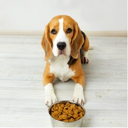 Die richtige Futtermenge für Ihren Hund