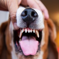 Die Zähne des Hundes