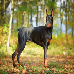 Dobermann