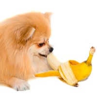 Dürfen Hunde Bananen essen?