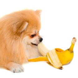 Dürfen Hunde Bananen essen?
