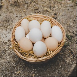Dürfen Hunde Eier essen?