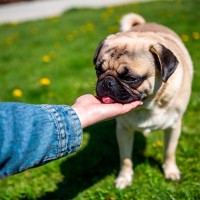 Dürfen Hunde Himbeeren essen?