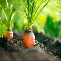 Dürfen Hunde Karotten essen?