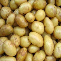 Dürfen Hunde Kartoffeln essen?