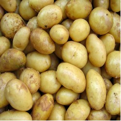 Dürfen Hunde Kartoffeln essen?