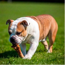 Dürfen Hunde Knochen essen?