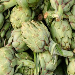 Dürfen Hunde Kohlrabi essen?