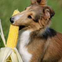 Dürfen Hunde Mais essen?