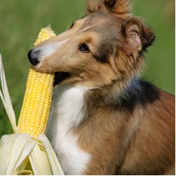 Dürfen Hunde Mais essen?