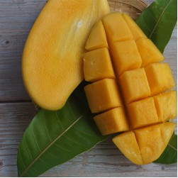 Dürfen Hunde Mango essen?