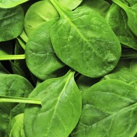 Dürfen Hunde Spinat essen?