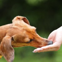 Dürfen Hunde Birnen essen?