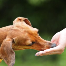 Dürfen Hunde Birnen essen?