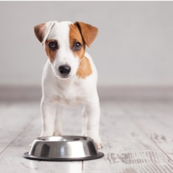 Dürfen Hunde Gurken essen?