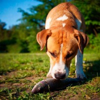 Dürfen Hunde Lachs essen? Ein umfassender Ratgeber