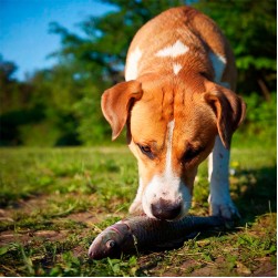 Dürfen Hunde Lachs essen? Ein umfassender Ratgeber