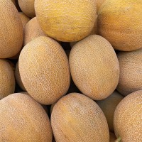 Dürfen Hunde Melone essen?