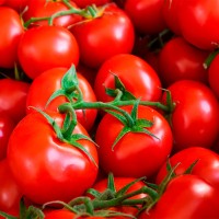 Dürfen Hunde Tomaten essen?