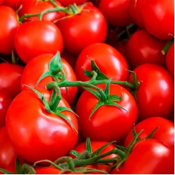 Dürfen Hunde Tomaten essen?