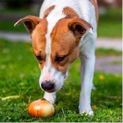 Dürfen Hunde Zwiebeln essen?