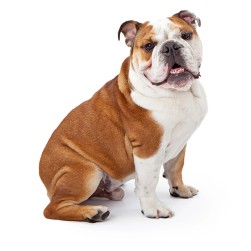 Englische Bulldogge