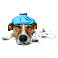 Erkältung beim Hund: Ursachen, Symptome und Vorbeugung