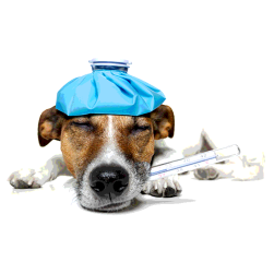 Erkältung beim Hund: Ursachen, Symptome und Vorbeugung