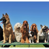 20 interessante Fakten über Hunde