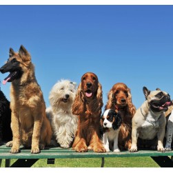 20 interessante Fakten über Hunde