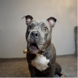 Können Fette im Hundefutter zu Allergien führen?