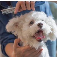 Fellwechsel beim Hund: so können Sie den Vierbeiner unterstützen