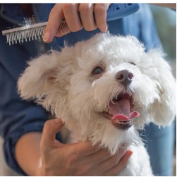 Fellwechsel beim Hund: so können Sie den Vierbeiner unterstützen