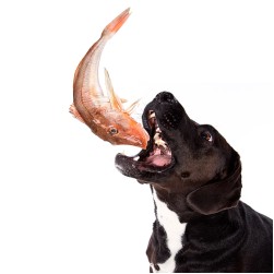 Fisch für Hunde: Dürfen Hunde Fisch essen?