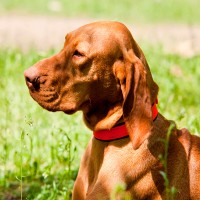 Flohhalsband für Hunde: sinnvoller Schutz oder Gesundheitsrisiko?