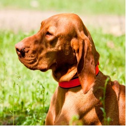 Flohhalsband für Hunde: sinnvoller Schutz oder Gesundheitsrisiko?