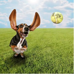 Flyball: temporeicher Hundesport für Teamplayer