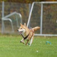 Futterplan für Sporthunde (Ausdauersport)