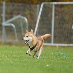 Futterplan für Sporthunde (Ausdauersport)