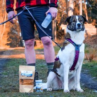 Gassi gehen: Tipps für entspannte Spaziergänge mit Hund