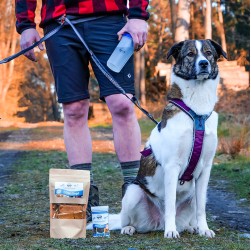 Gassi gehen: Tipps für entspannte Spaziergänge mit Hund