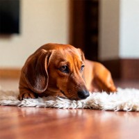 Gebärmutterentzündung (Pyometra) beim Hund: Ursachen und Behandlung