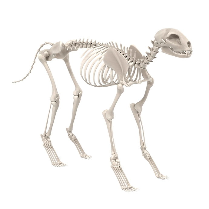 Gelenke von Hunden: so sind sie aufgebaut